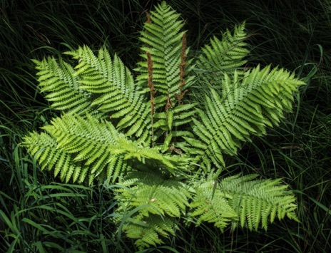 Cinnamon Fern - NHP137